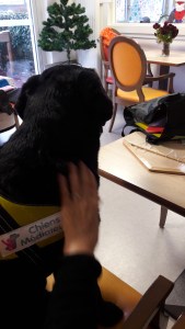 thérapie assistée par l'animal