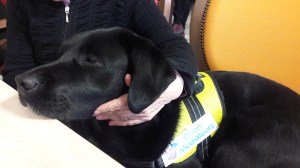 médiation par l'animal