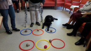 activité assistée par l'animal