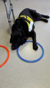 activité assistée par l'animal