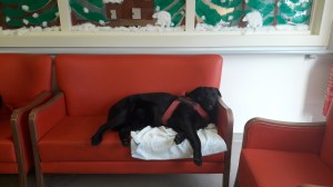 médiation par l'animale