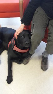 thérapie assistée par l'animal