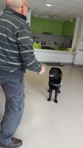 activité assistée par l'animal