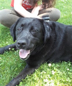 médiation animale en individuel